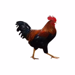 Deshi Chicken – দেশি মুরগ – 1KG
