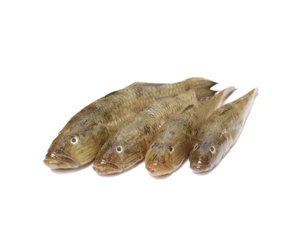 Baila Gura Fresh Local Captured
