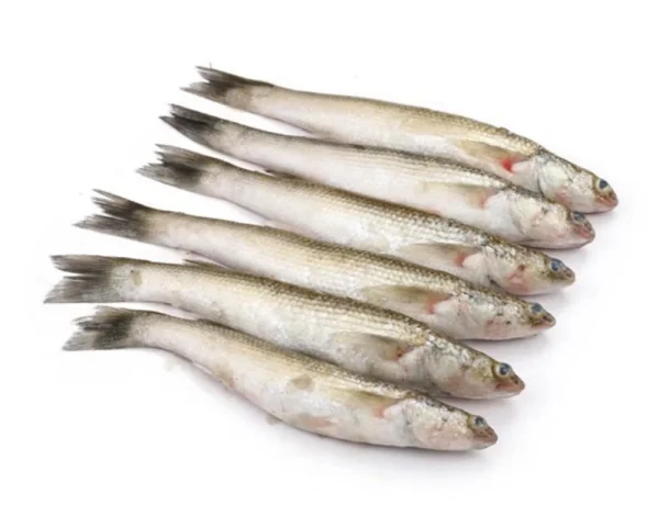Bata Fresh Local Cultured (18-25 Pcs/kg)