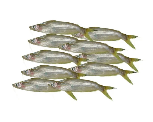 Batashi Fresh Local Captured