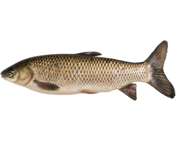 Black Curp Fresh Local Cultured 5kg+
