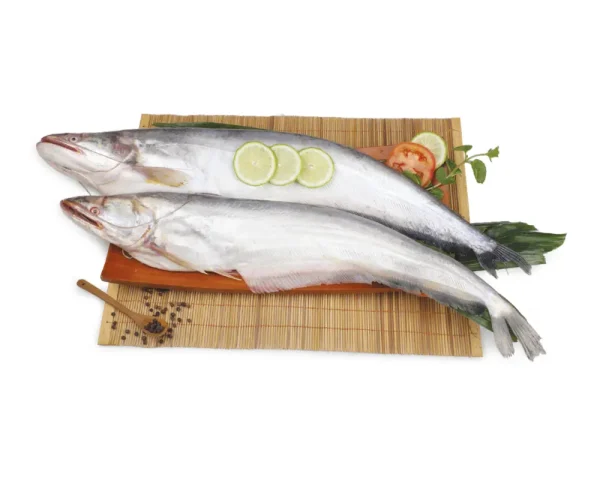 Boal Fresh Local Captured (1.2 -2.499 kg)