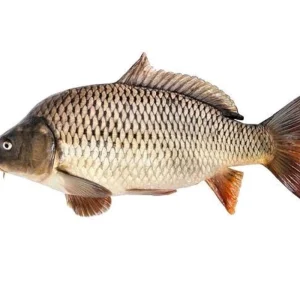 Carpu Fresh Local Cultured