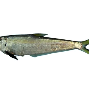 Faisha Fresh Local Captured (25-30 Pcs/kg)