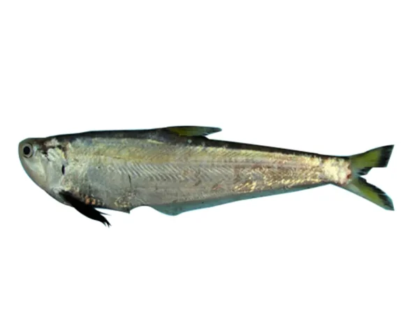 Faisha Fresh Local Captured (25-30 Pcs/kg)