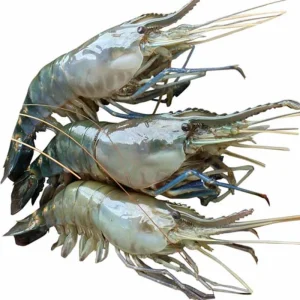 Golda Fresh Local Cultured (30-40 Pcs/kg)