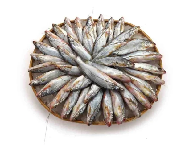 Gulsha Fresh Local Cultured (55-65 Pcs/kg)
