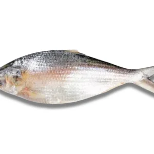 Hilsha Fresh Local Captured (500-599 gm)