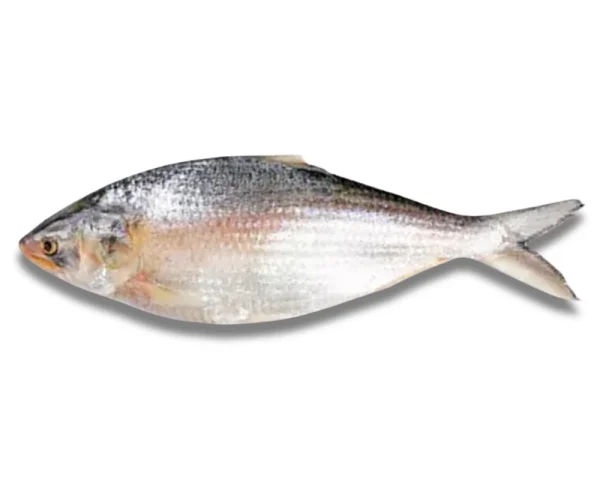 Hilsha Fresh Local Captured (500-599 gm)