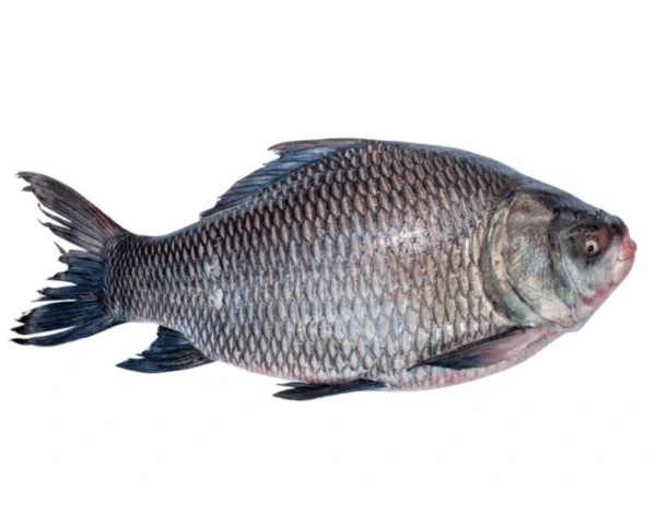 Katla Fresh Local Cultured (3-4.999 kg)