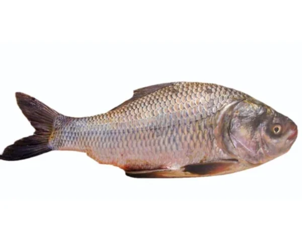 Katla Fresh Local Cultured (7-9.999 kg)