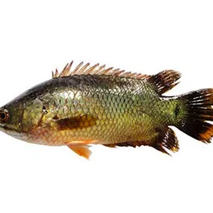 Koi Fish Process Cultured (10-12 Pcs/kg)