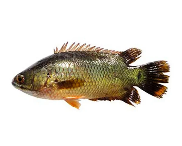 Koi Fish Process Cultured (10-12 Pcs/kg)