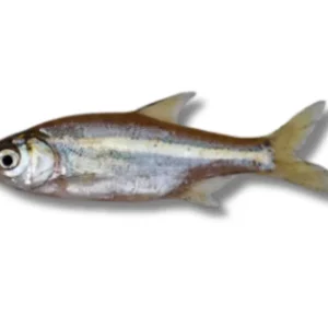 Mola Fresh Local Captured