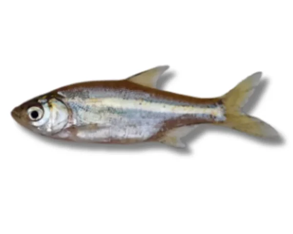 Mola Fresh Local Captured