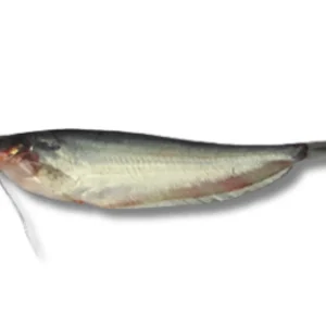 Pabda Fresh Local Cultured (18-25 Pcs/kg)
