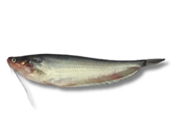 Pabda Fresh Local Cultured (18-25 Pcs/kg)