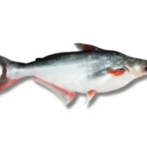Pangas Fresh Local Cultured (1.5-1.999 kg)