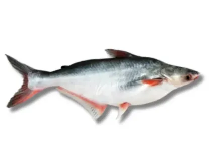 Pangas Fresh Local Cultured (1.5-1.999 kg)