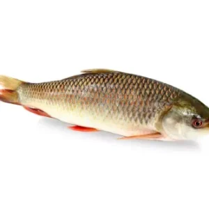 Rui Fresh Local Cultured (2-2.99 kg)