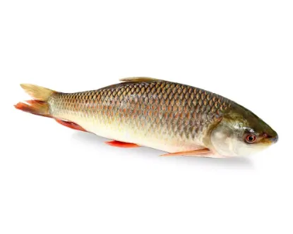 Rui Fresh Local Cultured (2-2.99 kg)