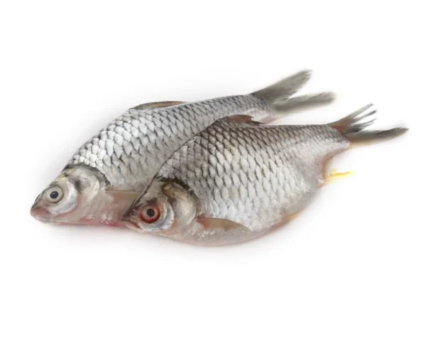 Sarputi Fresh Local Cultured (4-5 Pcs/kg)