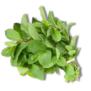 Pudinapata (Mint Leaf)