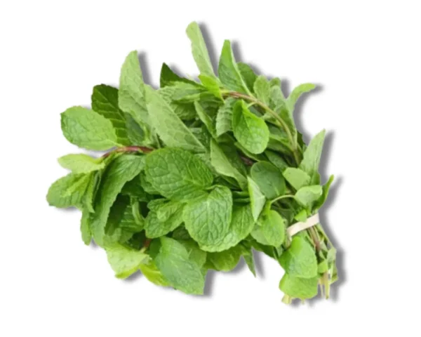Pudinapata (Mint Leaf)