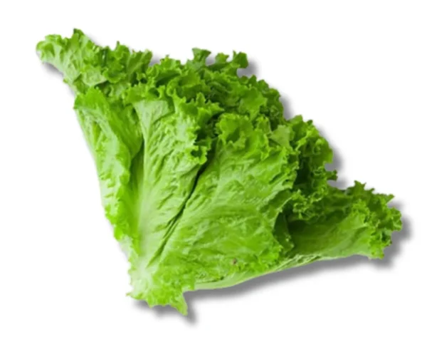 Salad Pata (Lettuce) Local