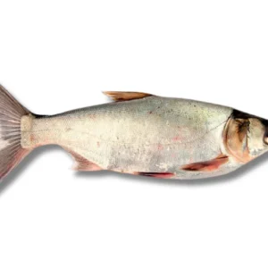 Silver Carp Fresh Local Cultured (Medium)