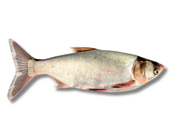 Silver Carp Fresh Local Cultured (Medium)