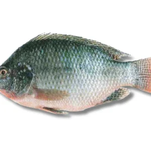 Telapiya Fresh Local Cultured 400gm+