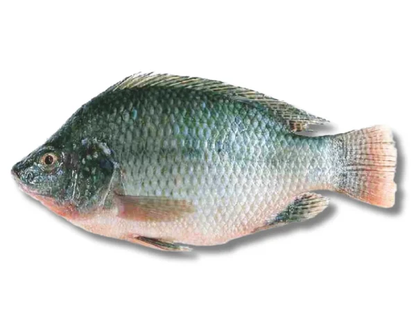 Telapiya Fresh Local Cultured 400gm+