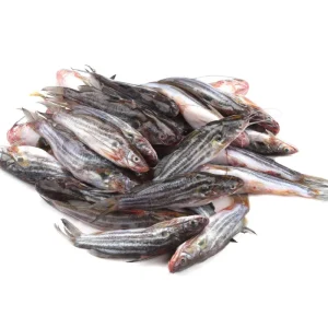 Tengra Fresh Local Captured
