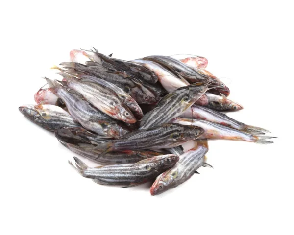 Tengra Fresh Local Captured